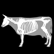 3D Bovine Anatomy Mod APK 1.0 (Paid for free)(Free purchase)
